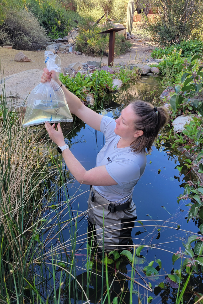 Woman standing in a stream while holding a bag of water with frog eggs